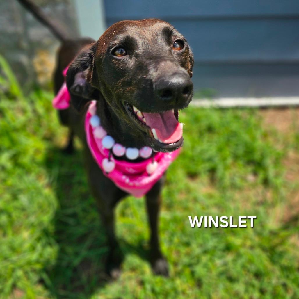 Winslet