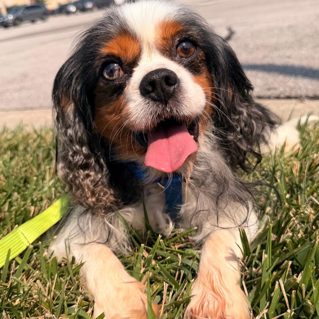 Charlie