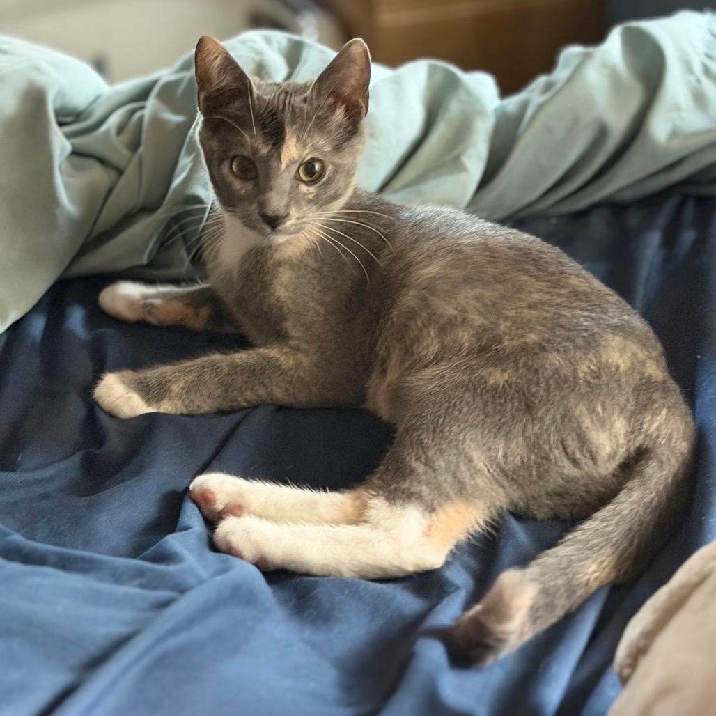 Lápiz  (Home adoption)