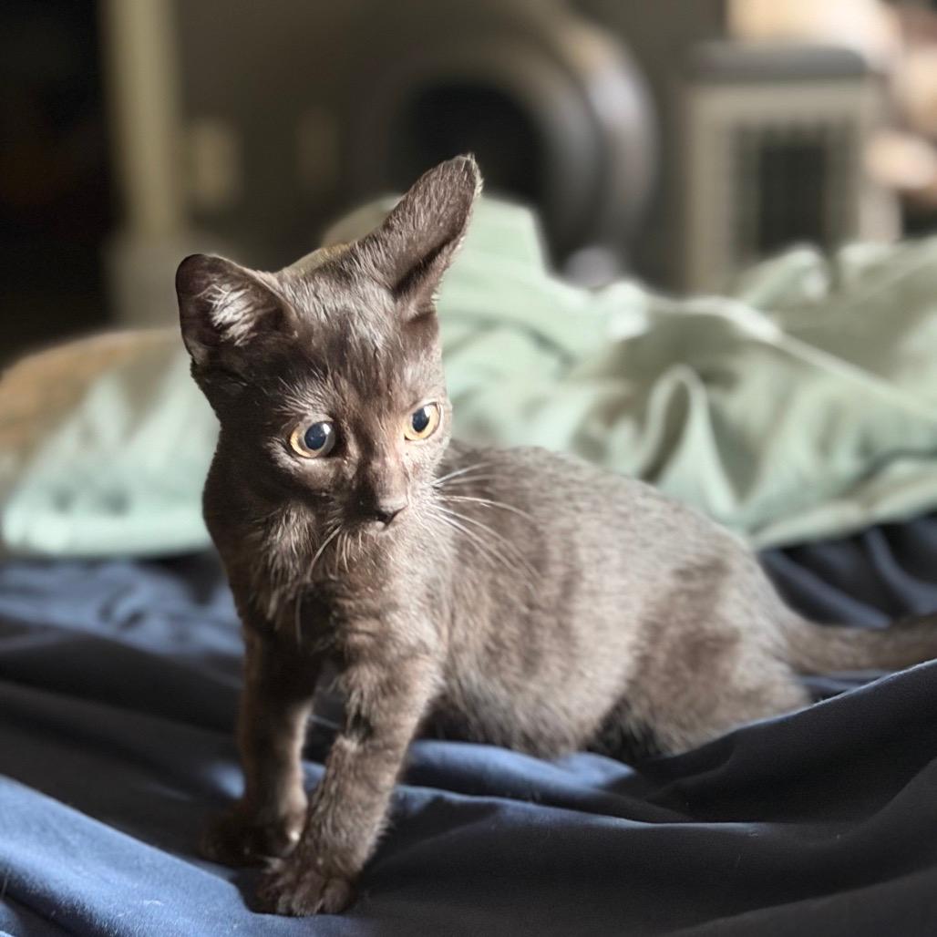 Peter (home adoption)