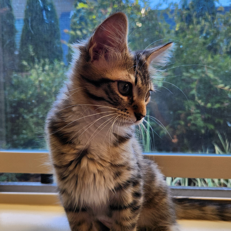 Maple