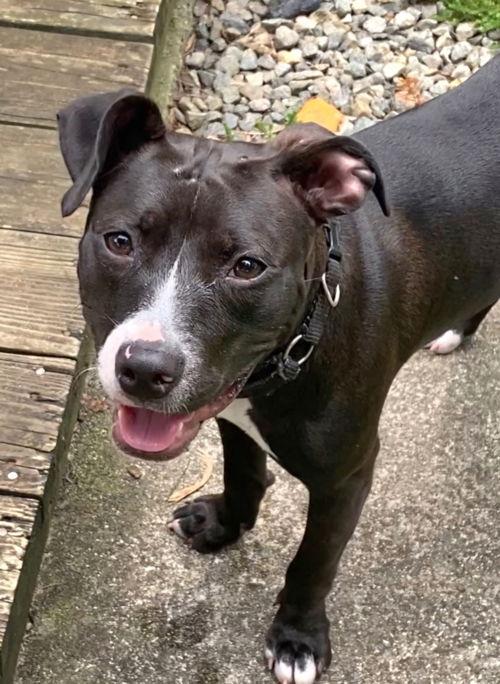 Adoptable Terrier Dogs Chewy