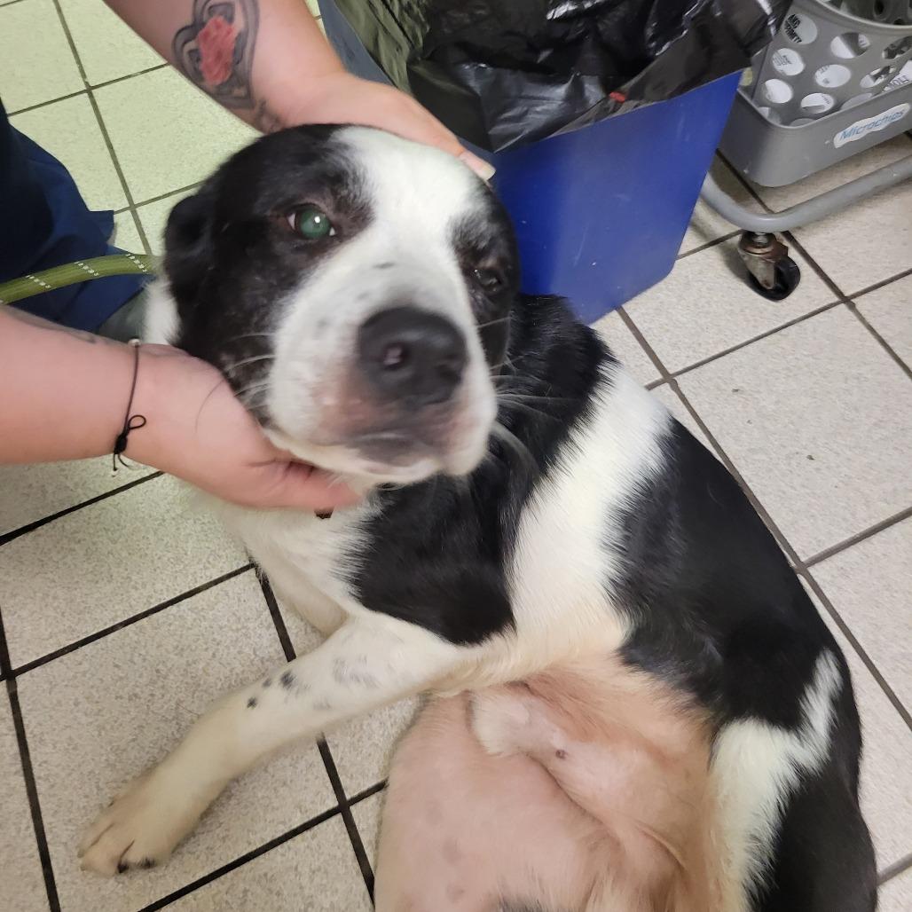 Little Baby aka Zeke 