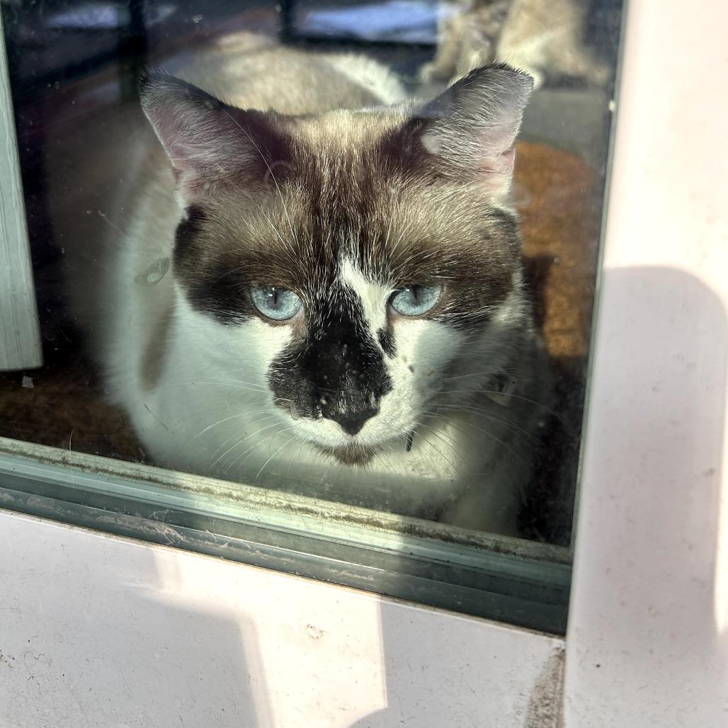 Lilly pretty Snowshoe Siamese mix