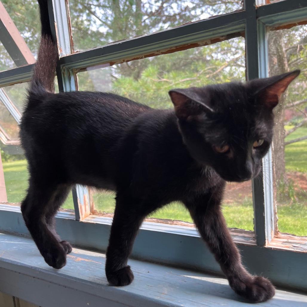 Pooky