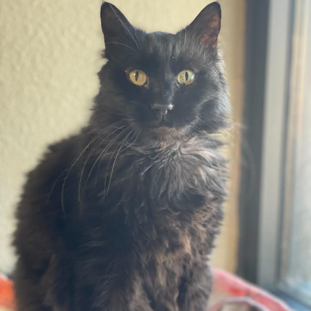 Cleo