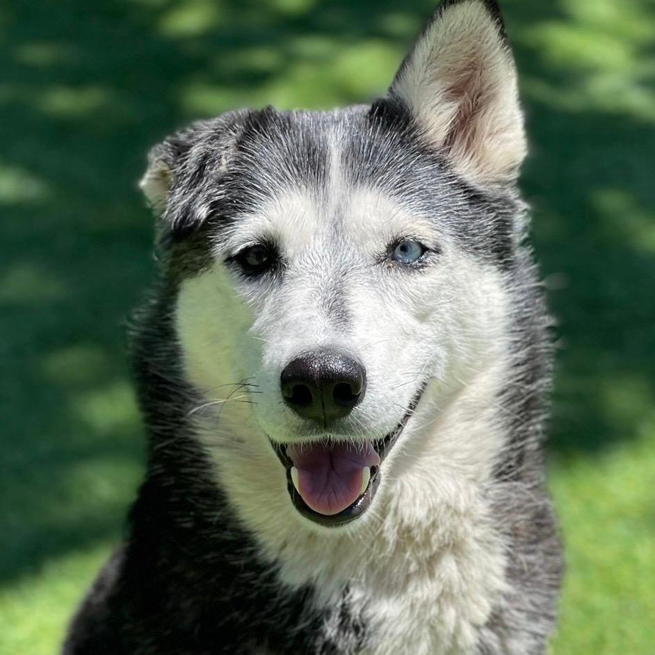 Eleanor - ECAS