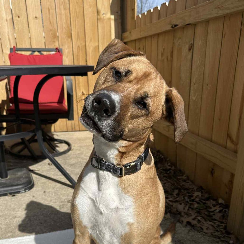 Harley (Dog)