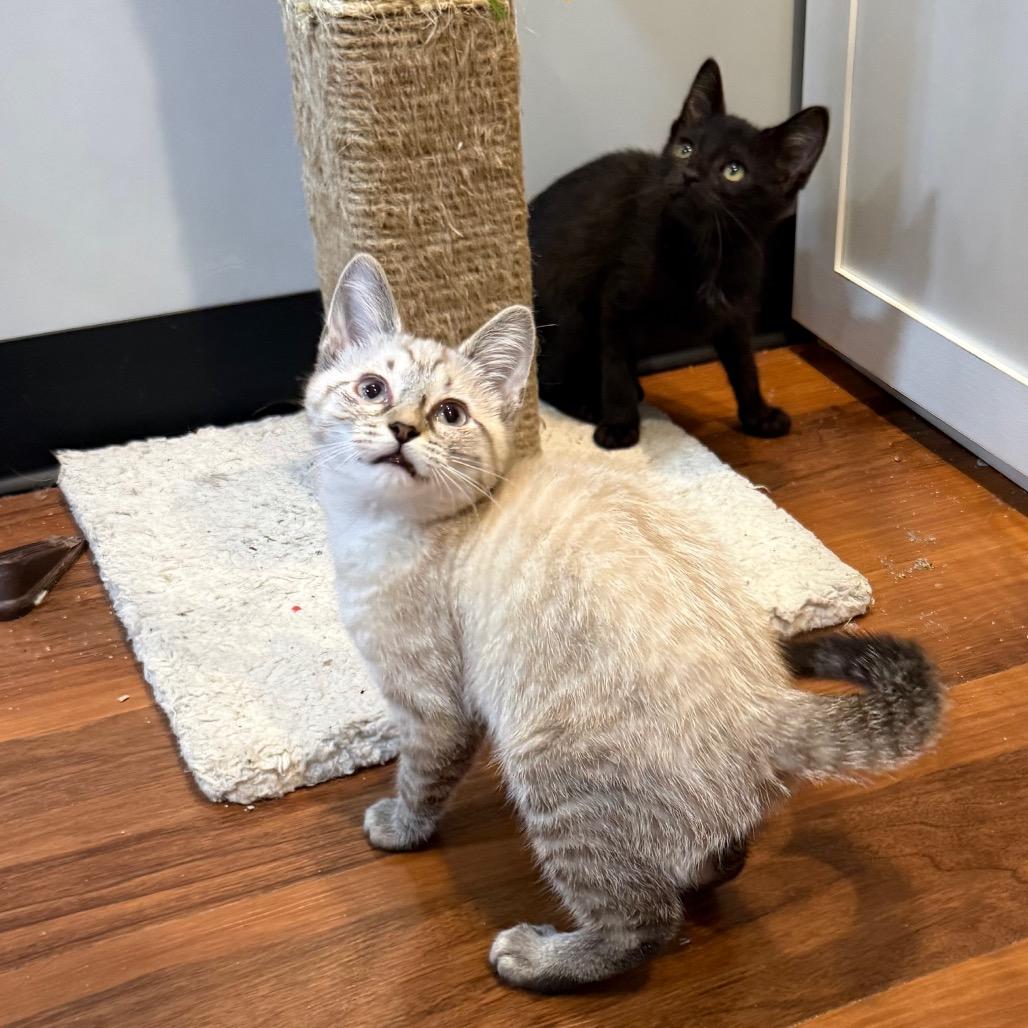 Biscuit & Muffin