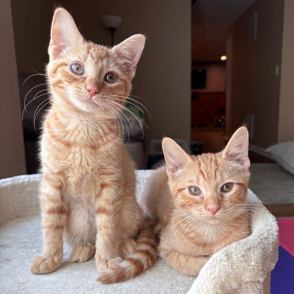 Sheldon & Shelly
