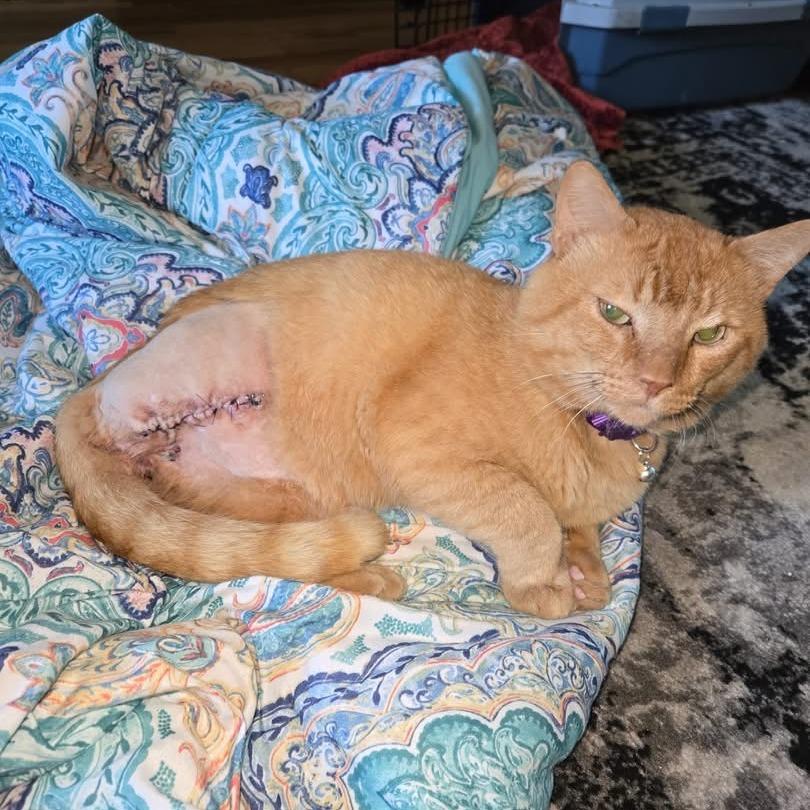 Cheeseball