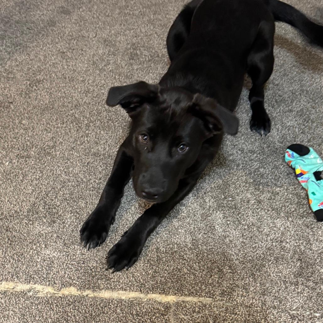 Benji 
