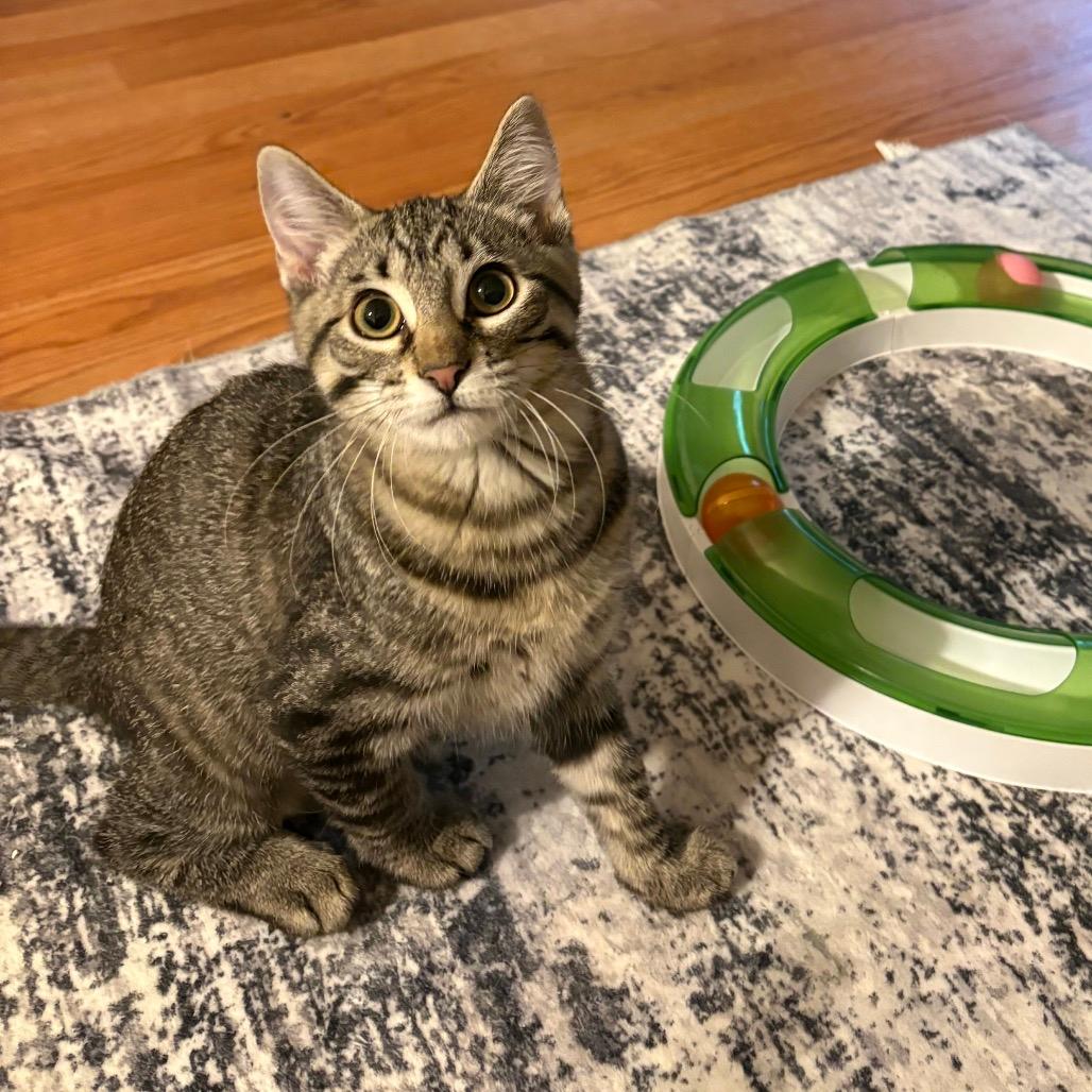 Teela