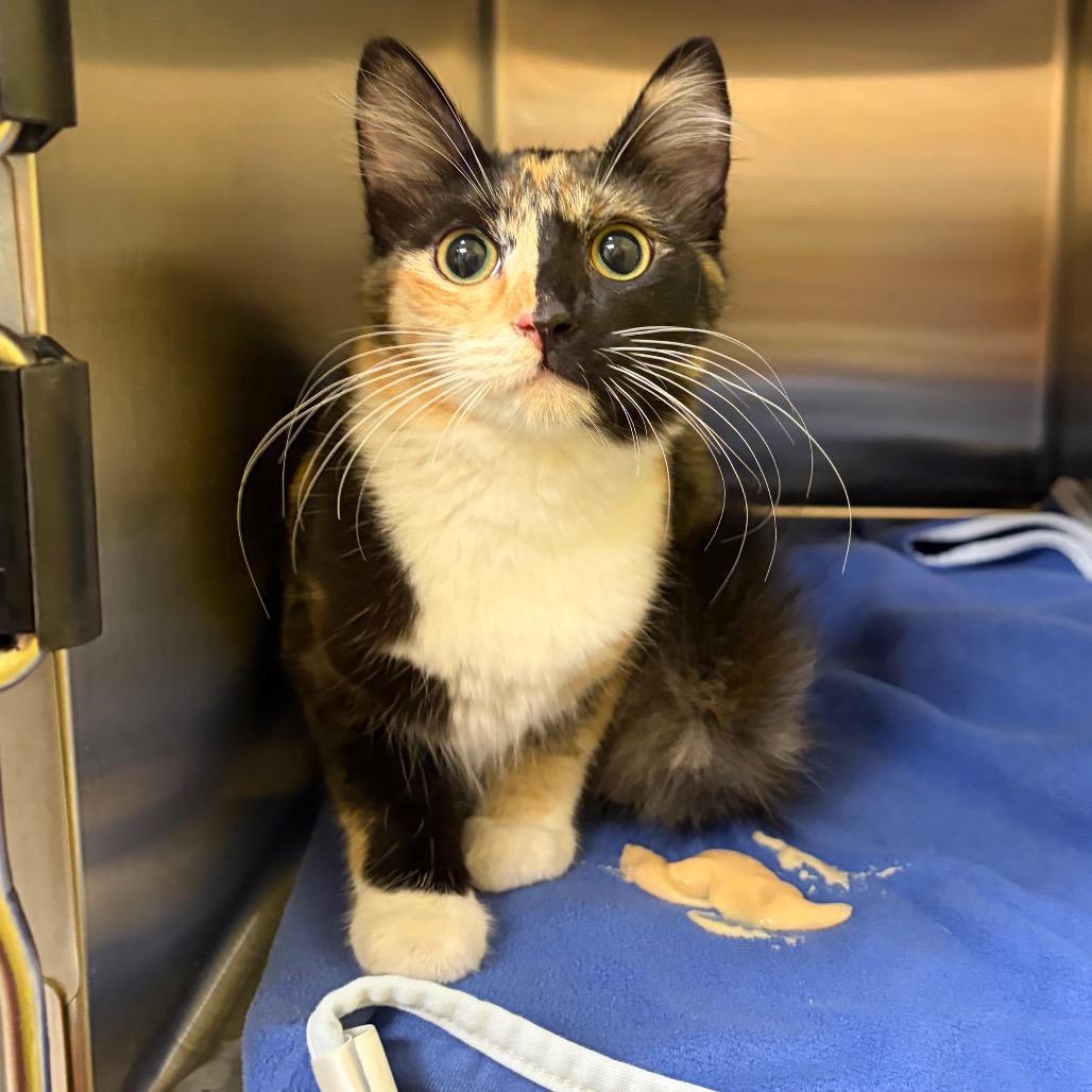 Stray 08/01/26 A65011