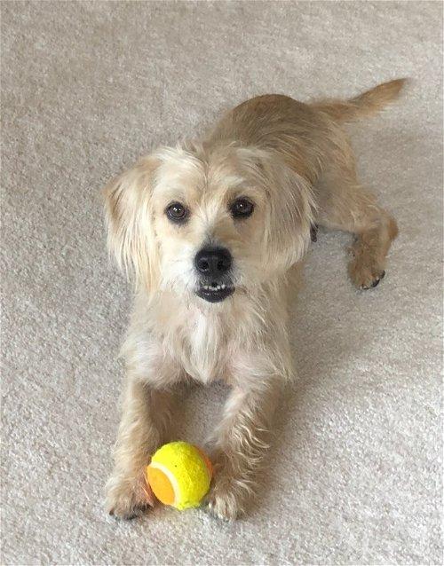 Adoptable Dogs & Puppies in Akron, OH