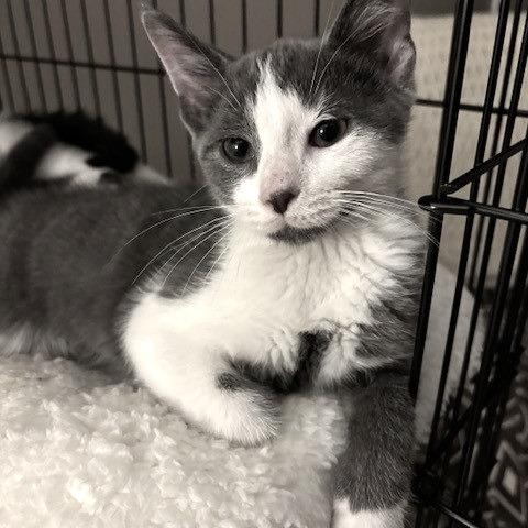 Lincoln (spaz)