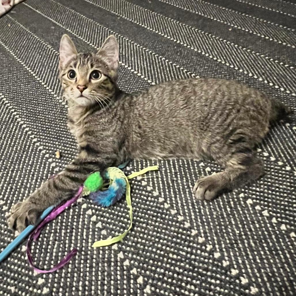 Lil Bobby