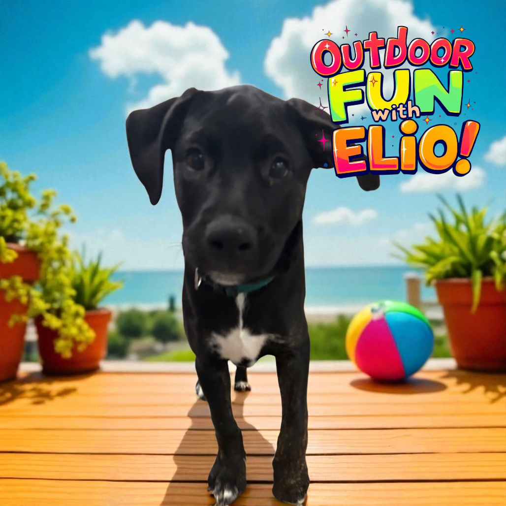 Picture of Elio