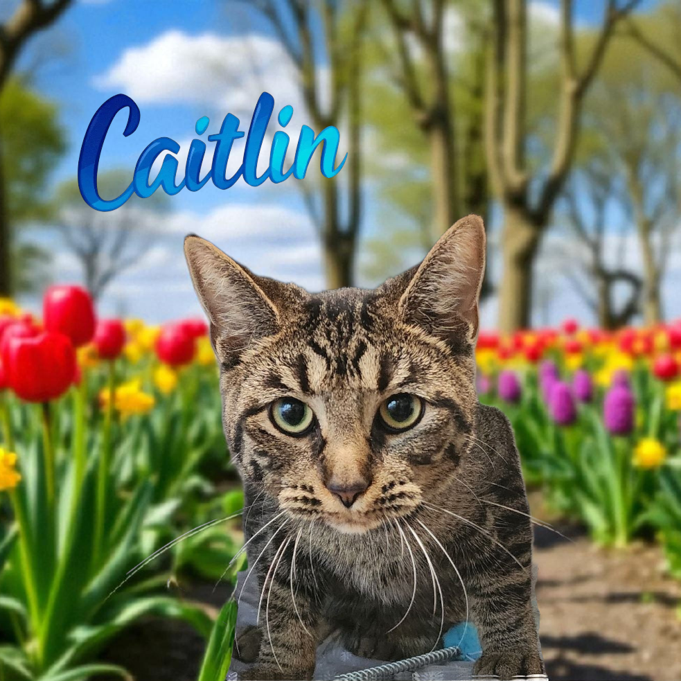 Caitlin