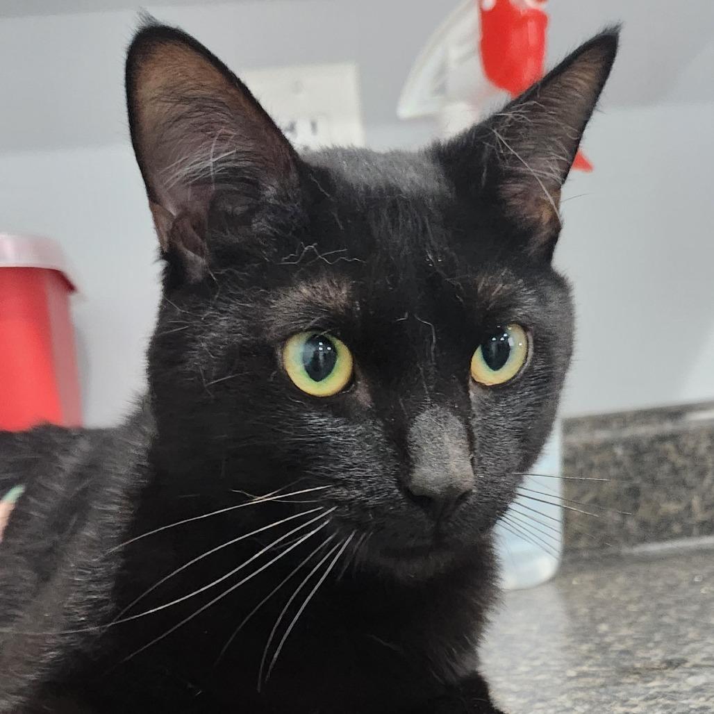 Sirius