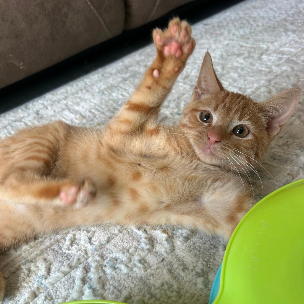 Franklin 
