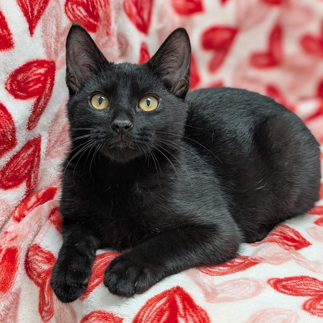 Salem