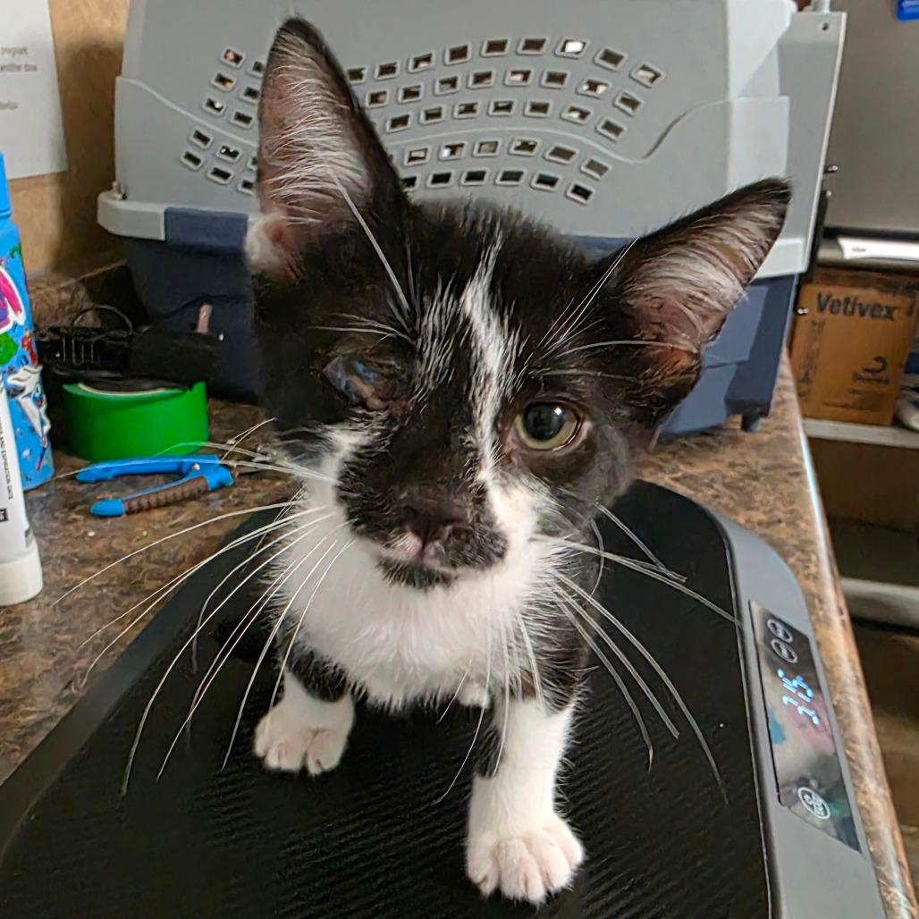 Itsy Bitsy Baby Boop (Slash)