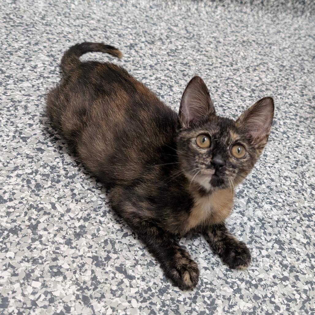 Cleo