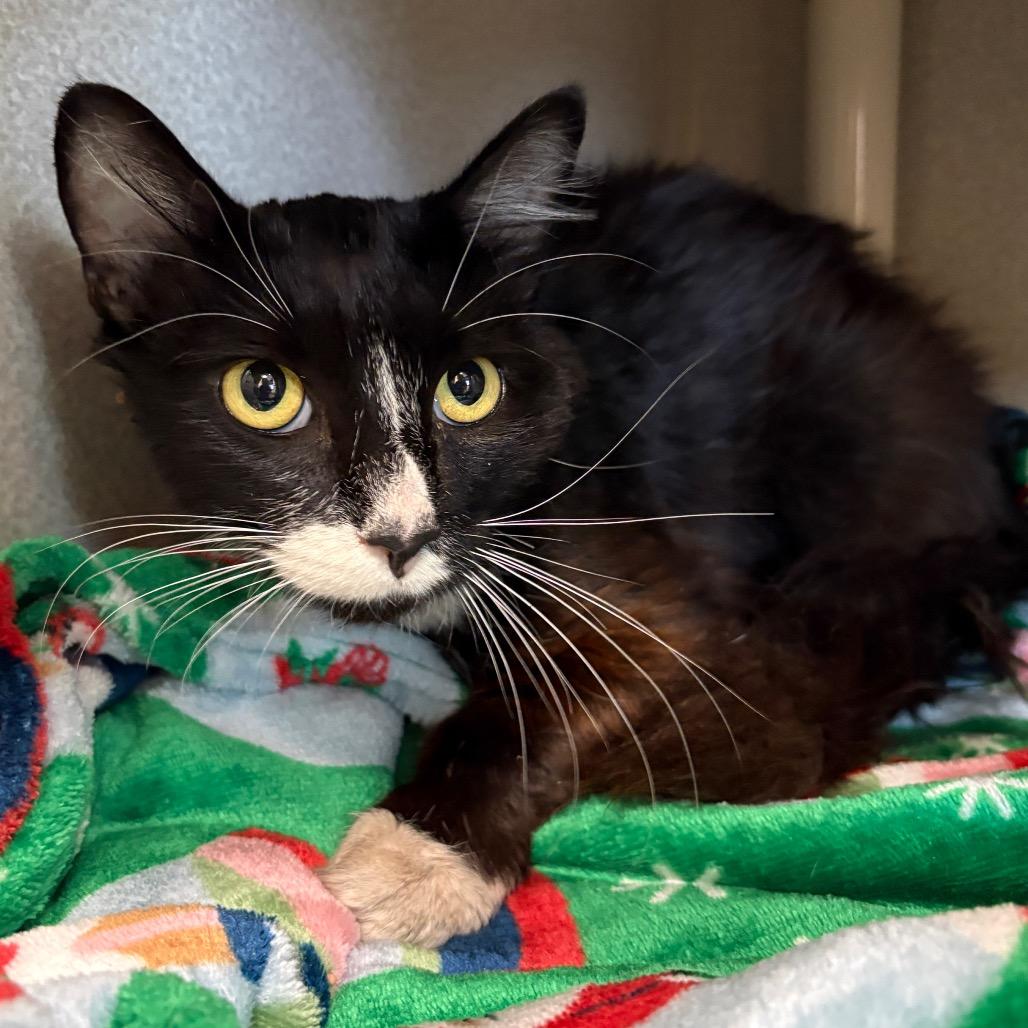Stray 08/03/26 A65012