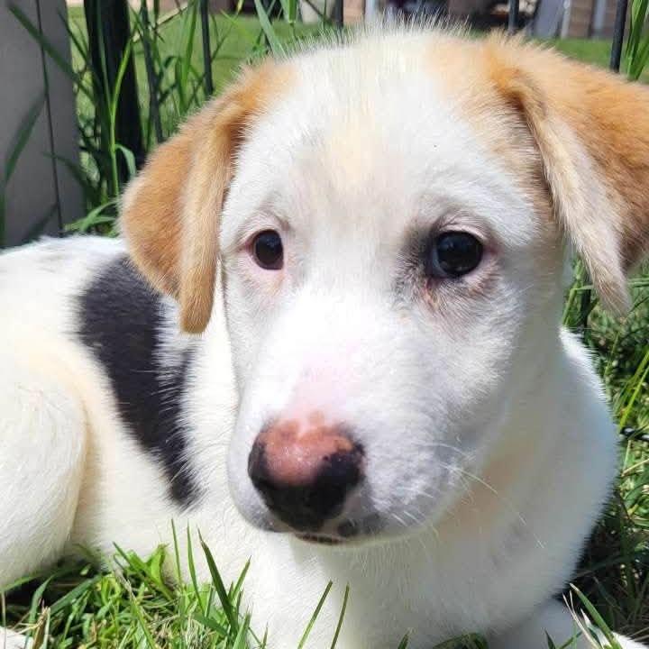 Rascal