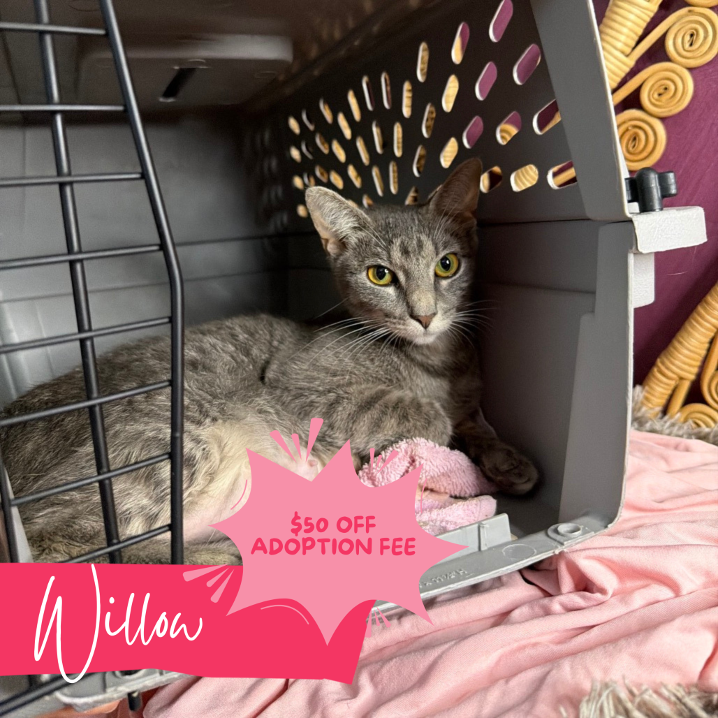 Willow