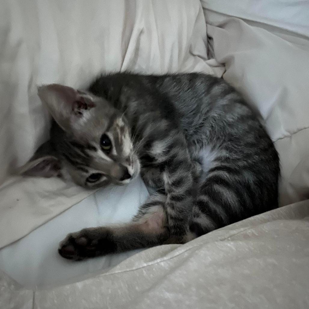 Snuggles