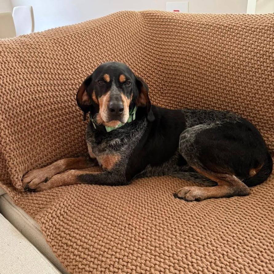 Stella