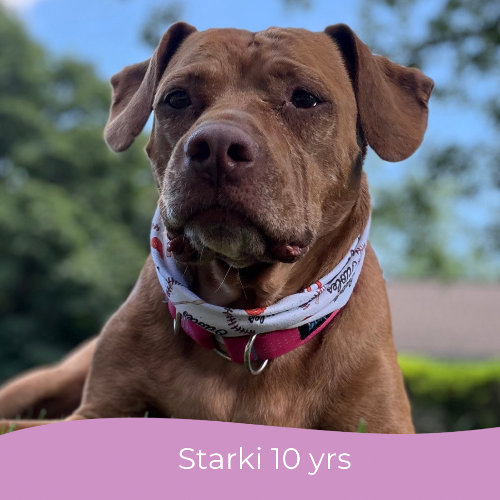 Starki