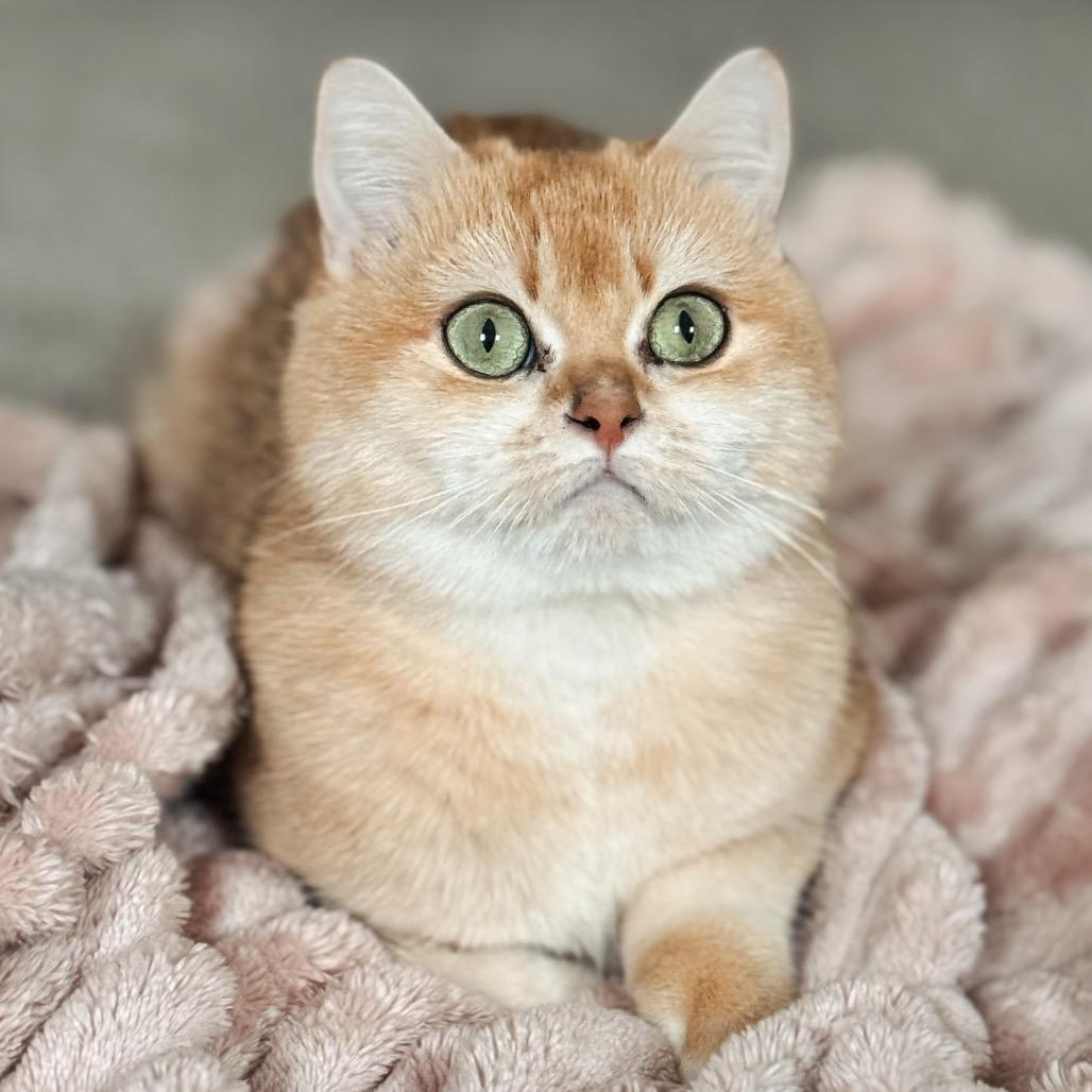 Tuna