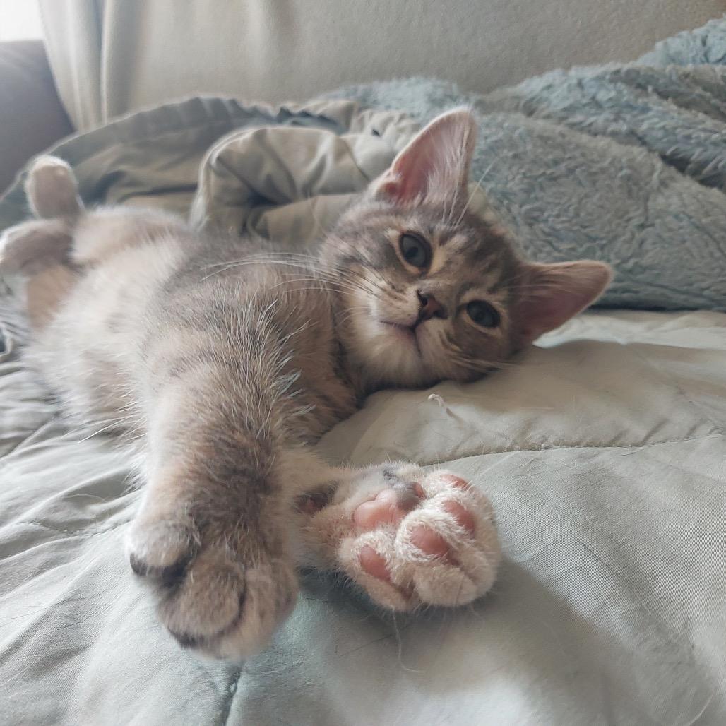 Maybelle Munchkin