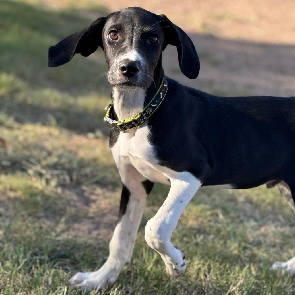 Otis