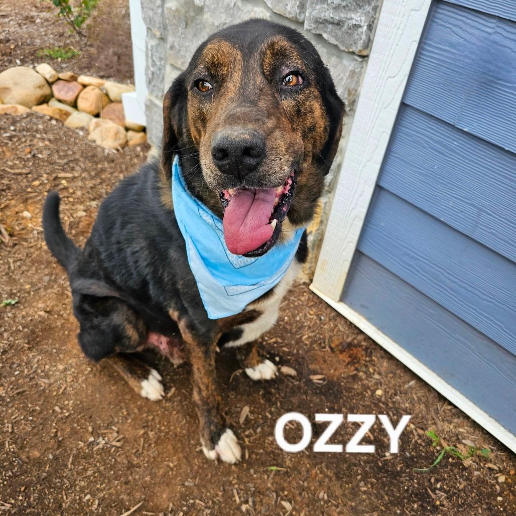 Ozzy