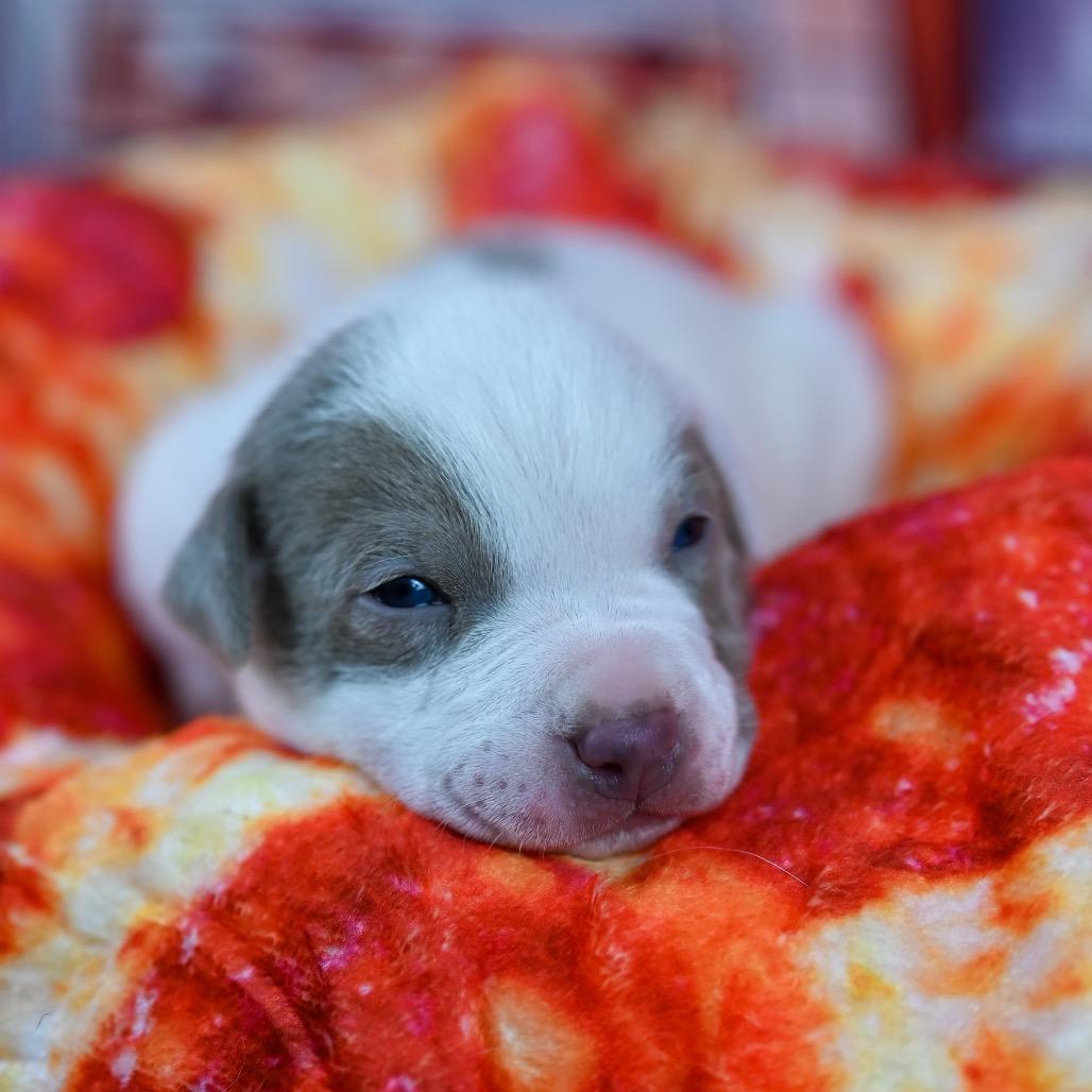 Domino - White