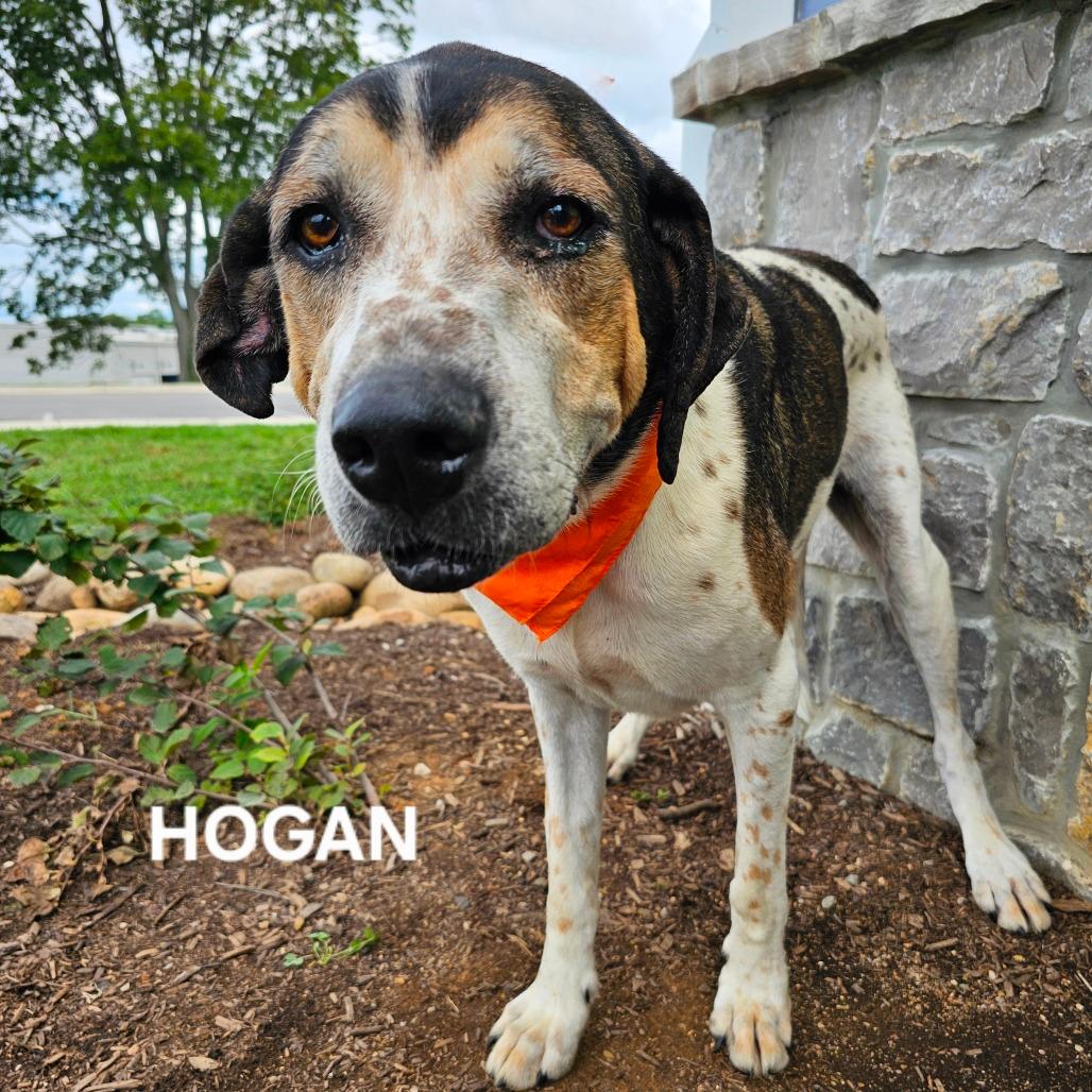 Hogan