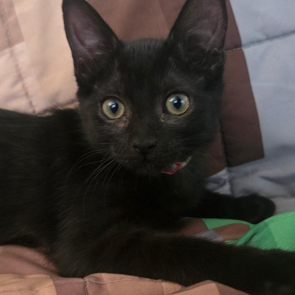 Sabrina