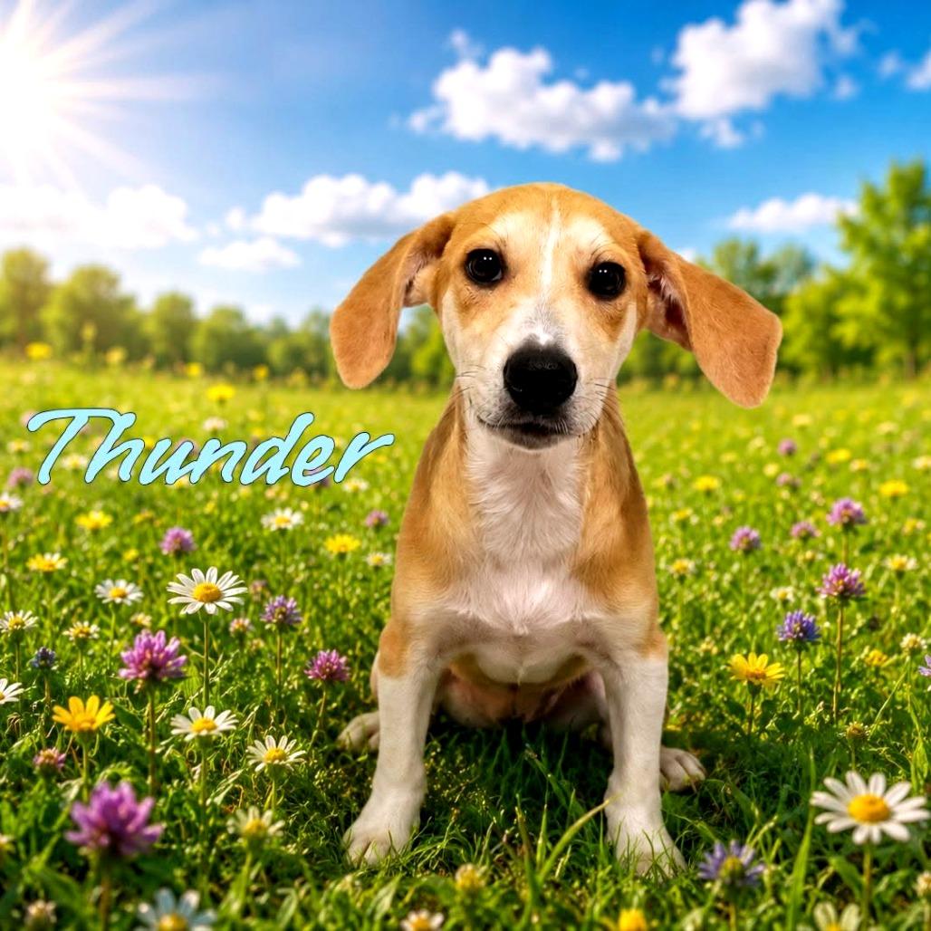 Thunder
