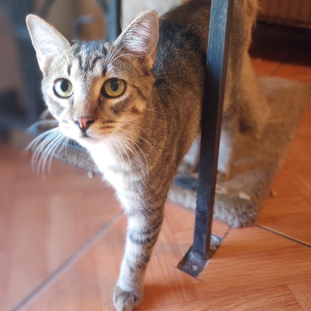 Cacio