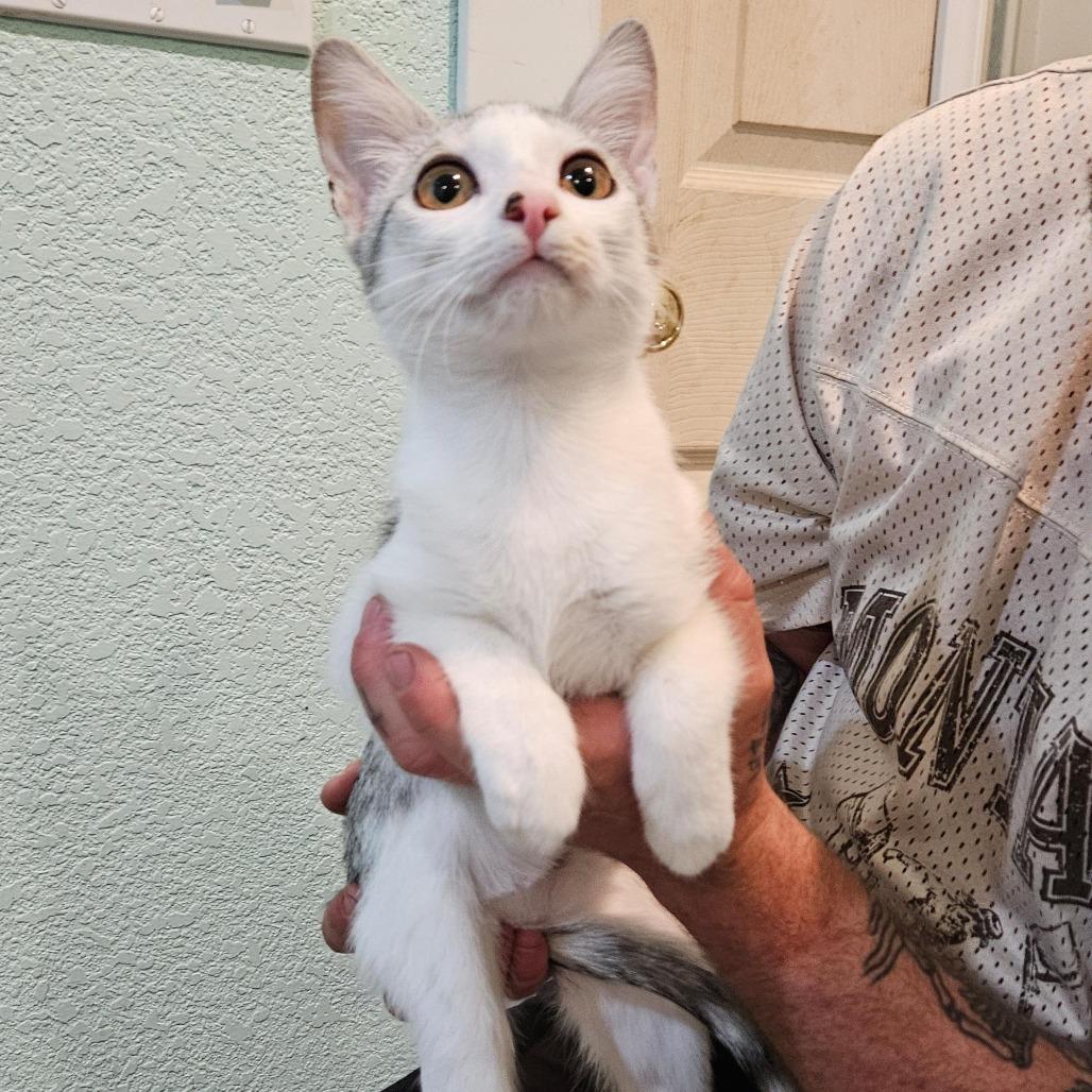 Agatha