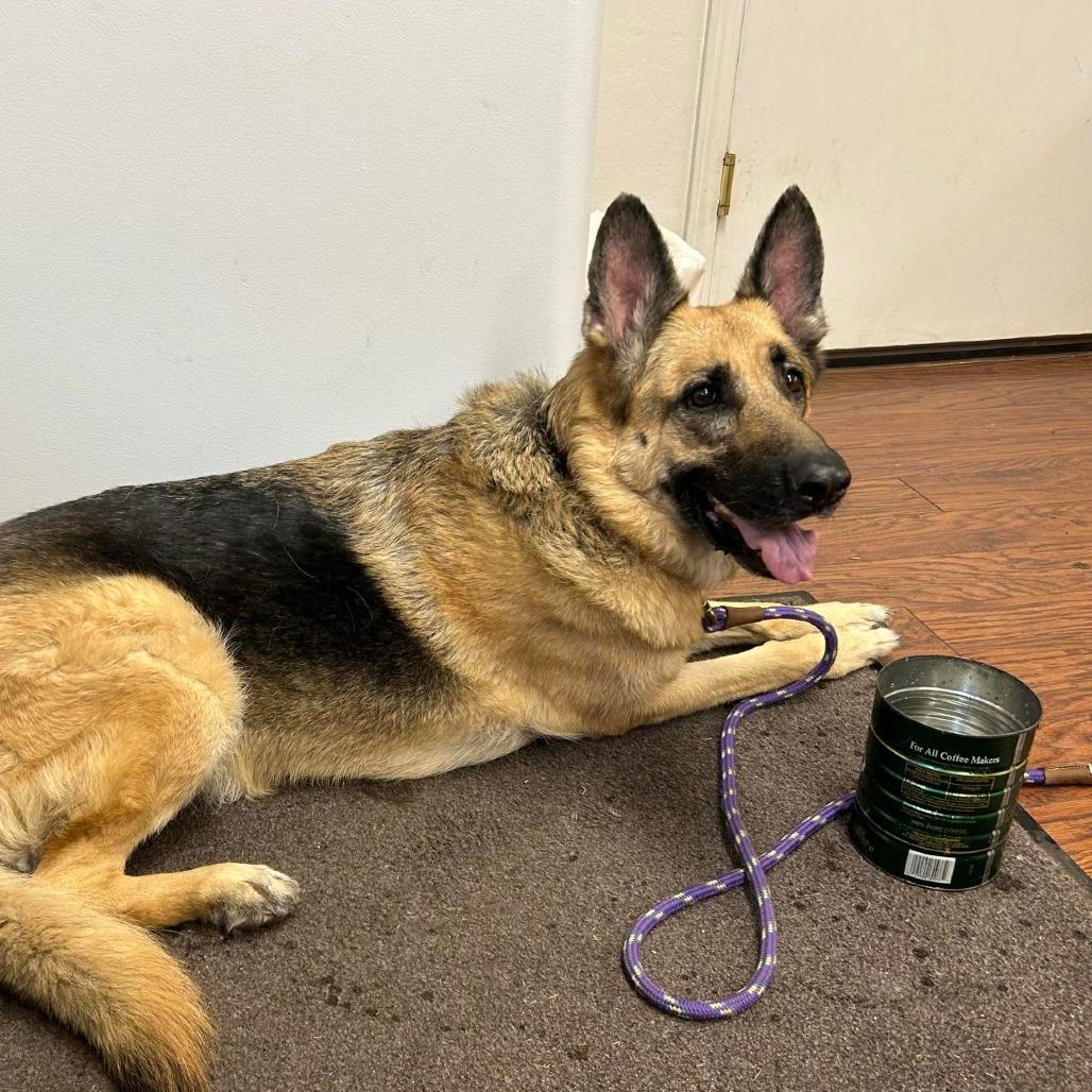 FOUND - 8/4/26 - Dunsmuir