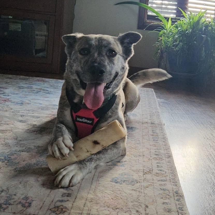 Luna Bear