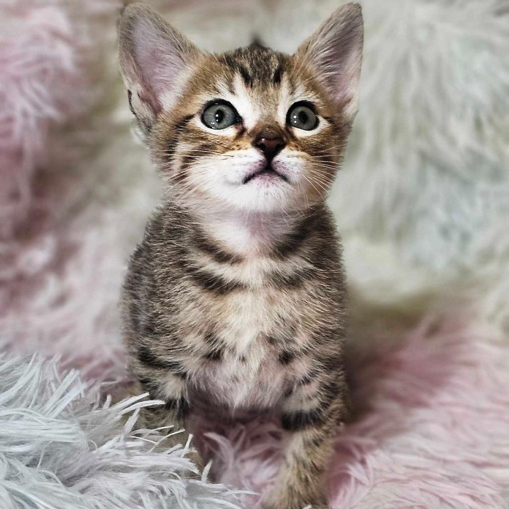 Cadbury