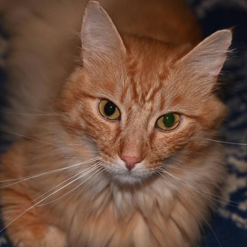 Cheeto-In foster 