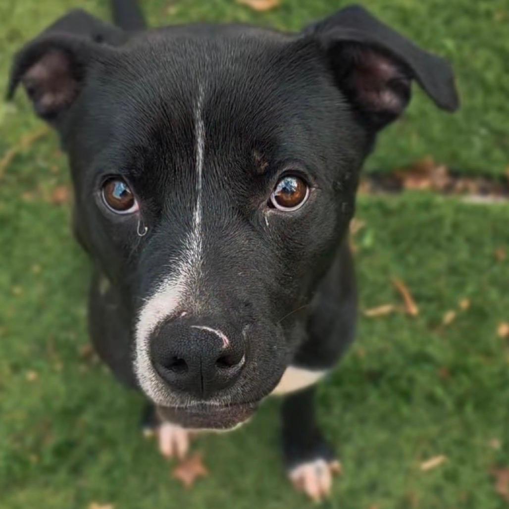 Bing (Formerly Noir)
