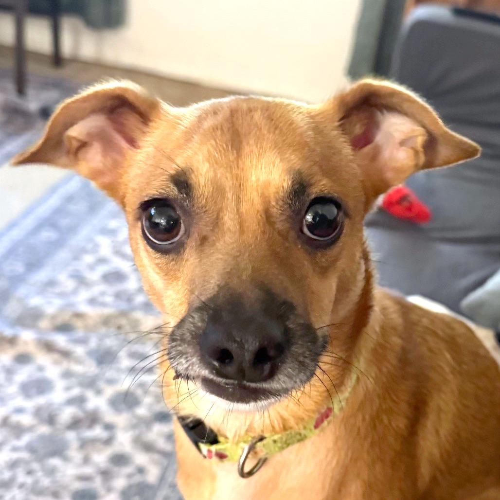 Cocoa